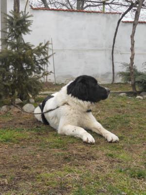 Прикачена снимка