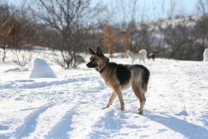 Прикачена снимка