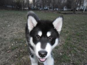 Прикачена снимка