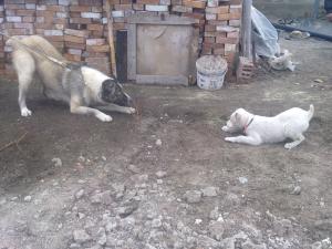 Прикачена снимка