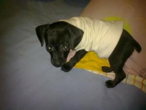 Прикачена снимка