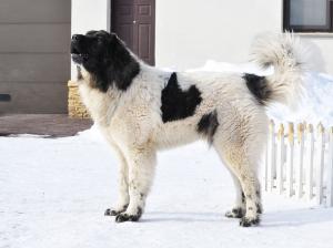 Прикачена снимка