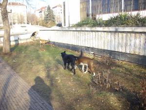 Прикачена снимка