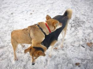 Прикачена снимка
