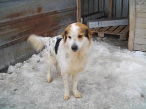 Прикачена снимка