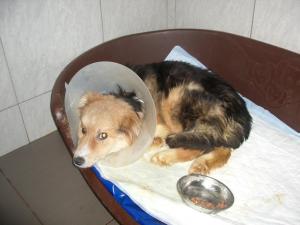 Прикачена снимка