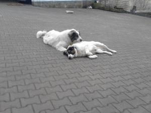 Прикачена снимка