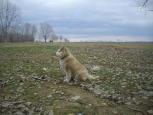 Прикачена снимка