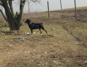 Прикачена снимка