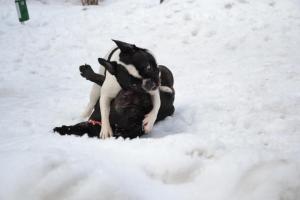Прикачена снимка