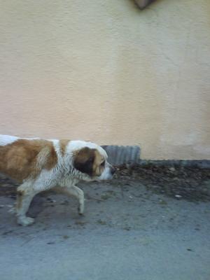 Прикачена снимка