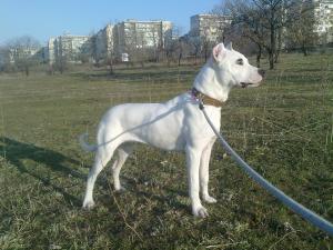 Прикачена снимка