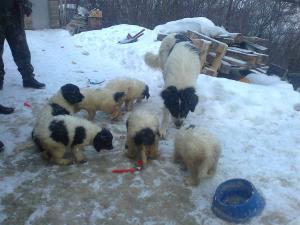 Прикачена снимка