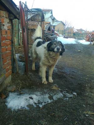 Прикачена снимка
