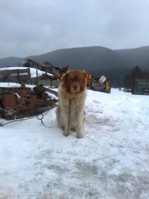 Прикачена снимка