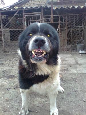 Прикачена снимка