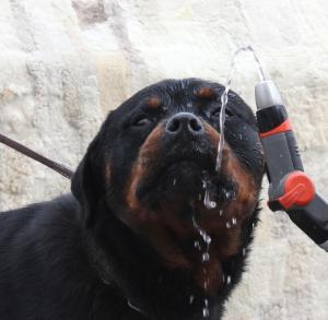 Прикачена снимка
