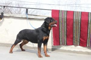 Прикачена снимка