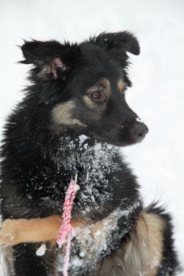 Прикачена снимка