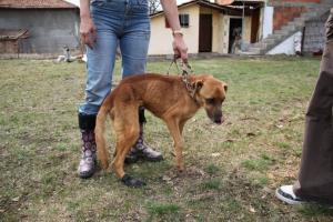 Прикачена снимка