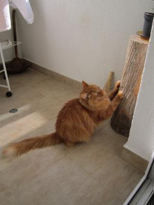 Прикачена снимка
