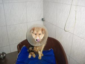 Прикачена снимка