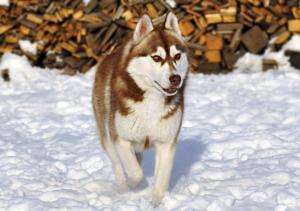Прикачена снимка