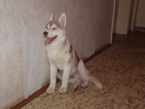 Прикачена снимка