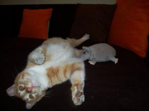Прикачена снимка
