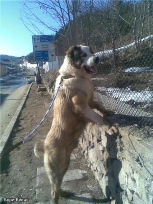 Прикачена снимка