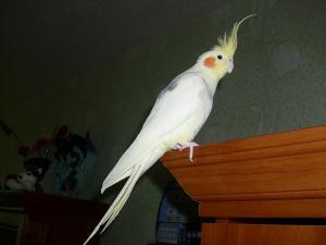 Прикачена снимка