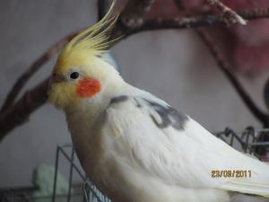 Прикачена снимка