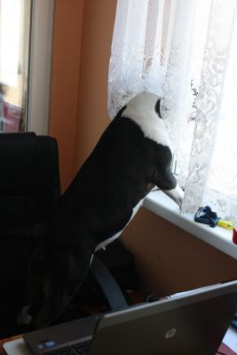 Прикачена снимка