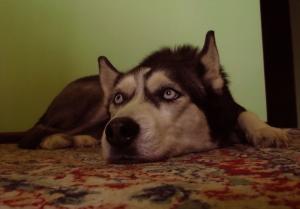 Прикачена снимка