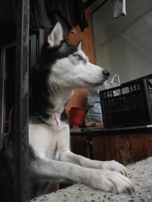 Прикачена снимка