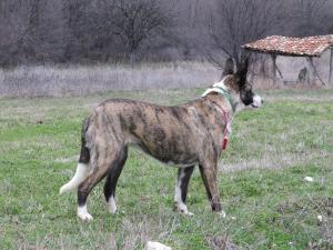 Прикачена снимка
