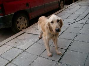 Прикачена снимка
