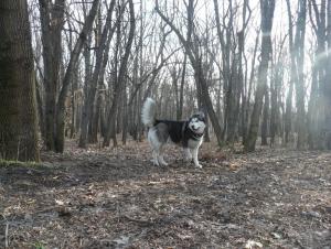 Прикачена снимка