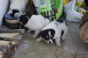 Прикачена снимка