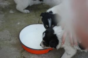 Прикачена снимка