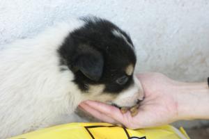 Прикачена снимка