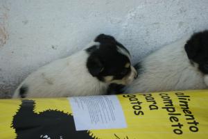 Прикачена снимка