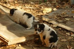 Прикачена снимка