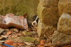 Прикачена снимка