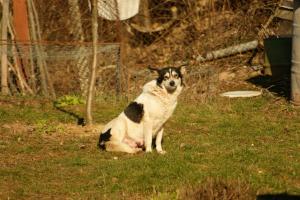 Прикачена снимка