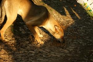 Прикачена снимка