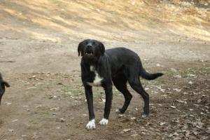 Прикачена снимка