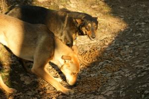 Прикачена снимка