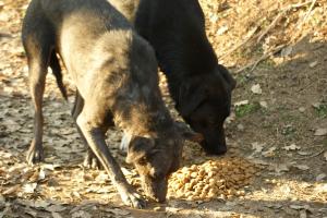 Прикачена снимка