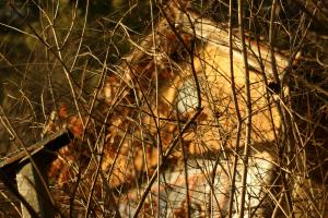 Прикачена снимка